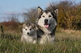 ALASKAN MALAMUTE 546